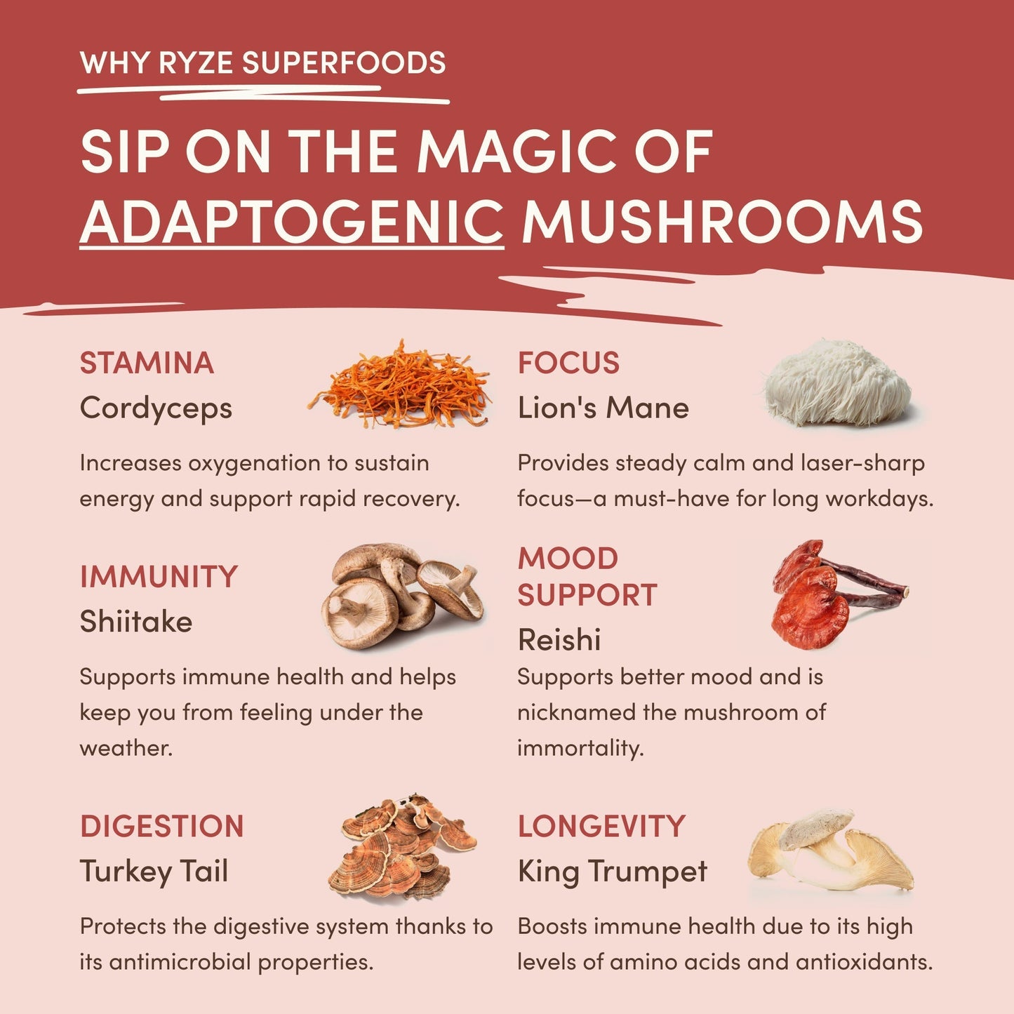 Mushroom Chai (1 Pack - 20 Servings)